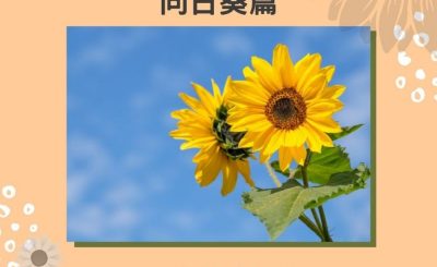 soooradio失落完II（07）-羅偉強 — 向日葵篇