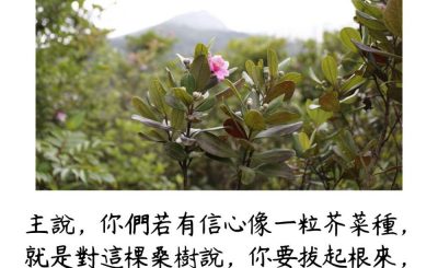 Soooradio 基督教廣播電台 每日 靜．聽．想 2023（181） - 路加福音17章6節