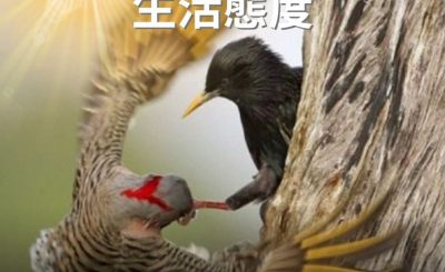 Soooradio 基督教廣播電台 逆境追光者（51）-改變鵲巢鳩占式的生活態度