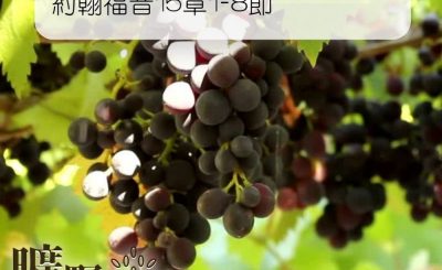 Soooradio 基督教廣播電台 曠野嗎哪（061） - 約翰福音15章1-8節