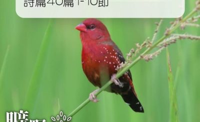 Soooradio 基督教廣播電台 曠野嗎哪（085） - 詩篇40篇1-10節