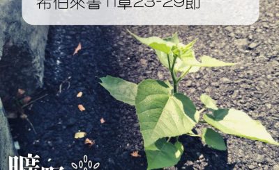 Soooradio 基督教廣播電台 曠野嗎哪（359） - 希伯來書11章23-29節
