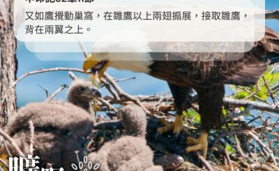 Soooradio 基督教廣播電台 曠野嗎哪（481） - 又如鷹攪動巢窩，在雛鷹以上兩翅搧展，接取雛鷹，背在兩翼之上。（申命記32章11節）