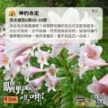 Soooradio 基督教廣播電台 曠野嗎哪（668） - 神的命定